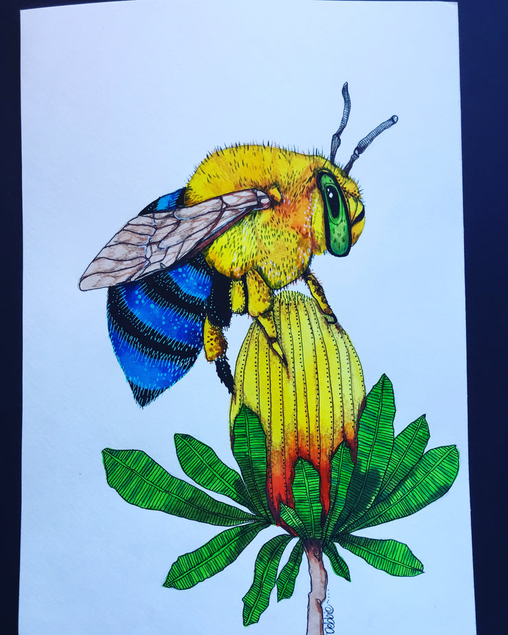A4 Aussie blue banded bee